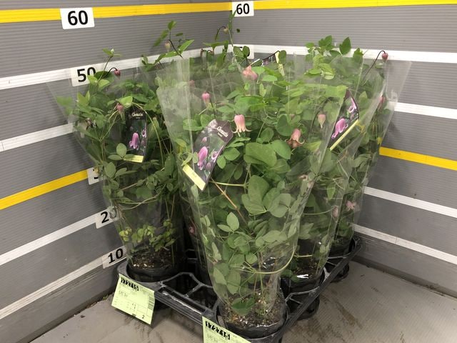 壺型クレマチス・ヴィオルナ系 『ソネット』 | すべての商品 | | Junk