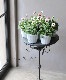 ���ѥ󥸡� ���ߤ� �֤��ޤ󡡡��㤦�����١�