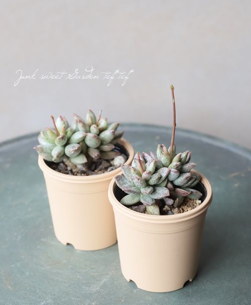 ��¿����ʪ�� �ؾ���١����ɥ��ߥ�����°�����Ȥ����꡼��