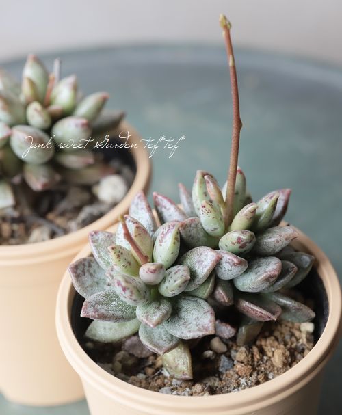 ��¿����ʪ�� �ؾ���١����ɥ��ߥ�����°�����Ȥ����꡼��