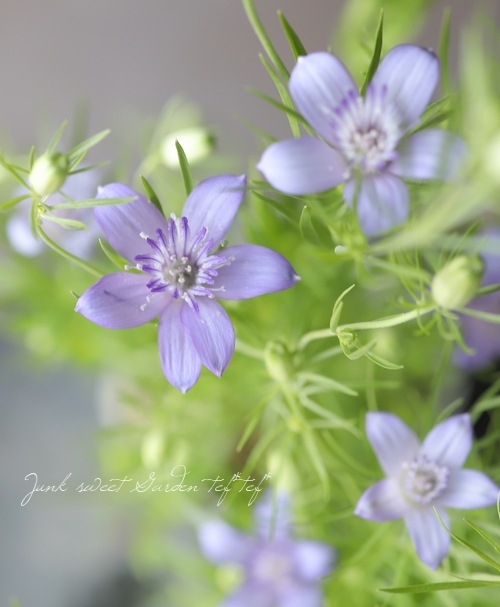 希少！星型のニゲラ 『ブルースター』 | すべての商品 | | Junk sweet