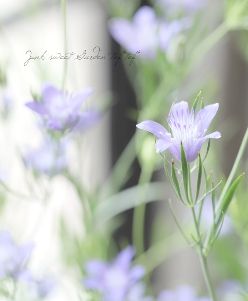 希少！星型のニゲラ 『ブルースター』 | すべての商品 | | Junk sweet