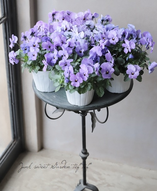 ビオラ・ももかシリーズ 『ふじいろ』 | すべての商品 | | Junk sweet