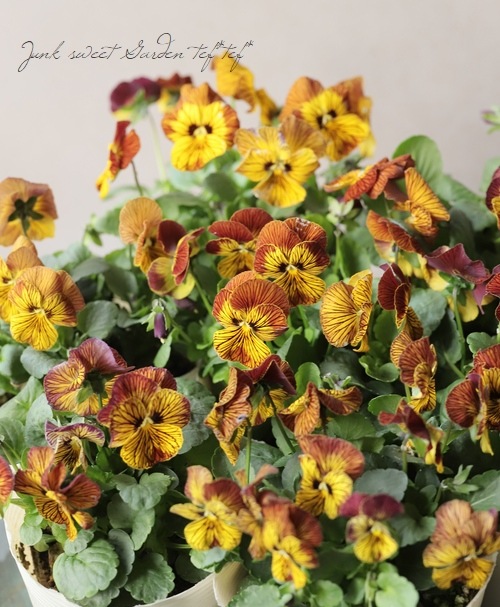 ビオラ 『タイガーアイ・レッド』 | すべての商品 | | Junk sweet