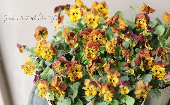 ビオラ 『タイガーアイ・レッド』 | すべての商品 | | Junk sweet