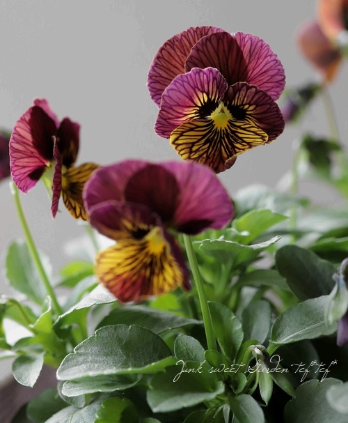 ビオラ 『タイガーアイ・レッド』 | すべての商品 | | Junk sweet