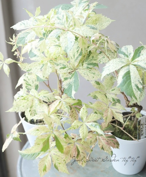 斑入りアメリカヅタ 『ミステリーピンク』 | すべての商品 | | Junk