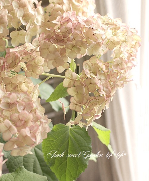 紫陽花 ピンクアナベル 『ピコティシャルマン』 高尾園芸育種品種