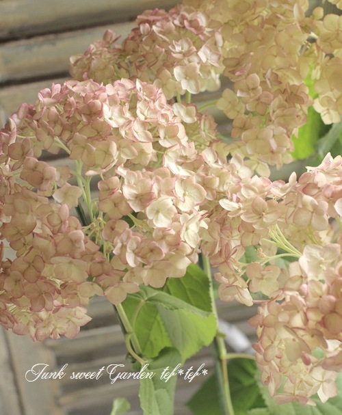 紫陽花 ピンクアナベル 『ピコティシャルマン』 高尾園芸育種品種