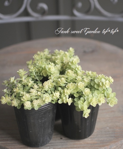 ミニヘリクリサム プレコスタキス ミクロフィラ すべての商品 Junk Sweet Garden Tef Tef