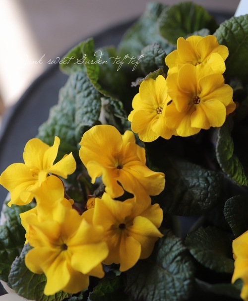 銅葉プリムラ・ハイブリット ワンダシリーズ 『イエロー』 | すべての