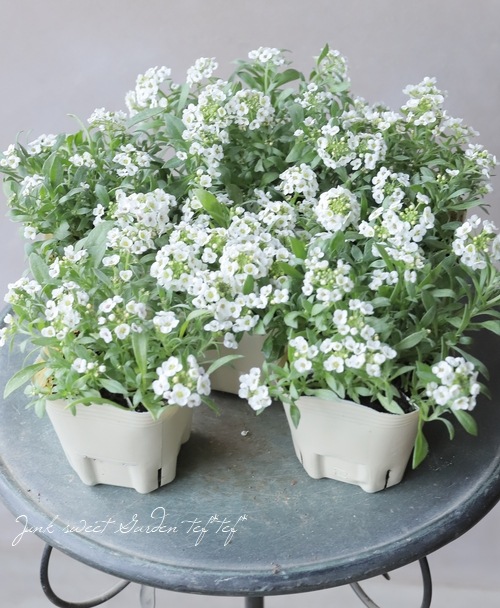 スイートアリッサム・アルーレ 『ノースフェイス』【ホワイト】 3つに