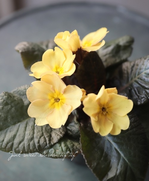 銅葉プリムラ・ハイブリット ワンダシリーズ 『イエロー』 | すべての