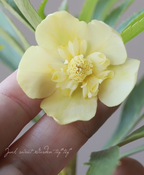 クリスマスローズ 小輪デュメ系 『ゴールド sd』 No.M 【大木