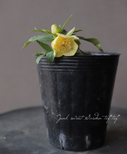 クリスマスローズ 小輪デュメ系 『ゴールド sd』 No.M 【大木