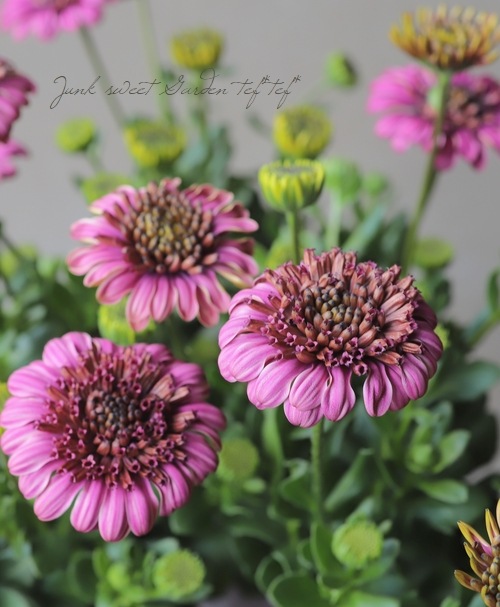 ゲブラさんの八重咲きダブル・オステオスペルマム 『紫式部』 | すべて