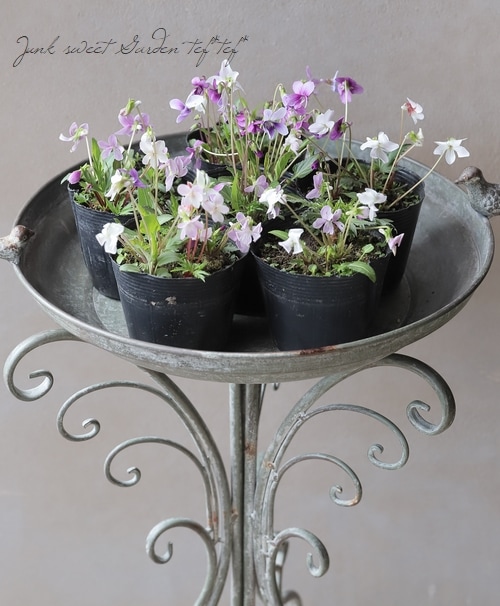 宿根スミレ 『春爛漫 -ハルランマン- 』 | すべての商品 | | Junk