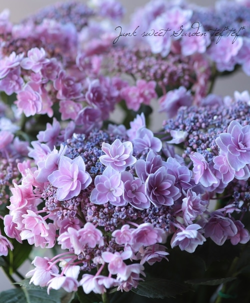 紫陽花　ティンカーベル　大苗　来年用 紫陽花 『ティンカーベル』 | すべての商品 | | Junk sweet Garden tef