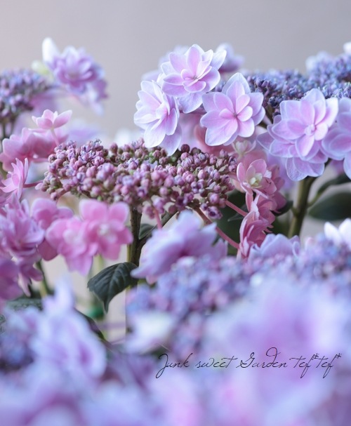 紫陽花 苗　ティンカーベル　超特大　来年用 紫陽花 苗 ティンカーベル 超特大 来年用