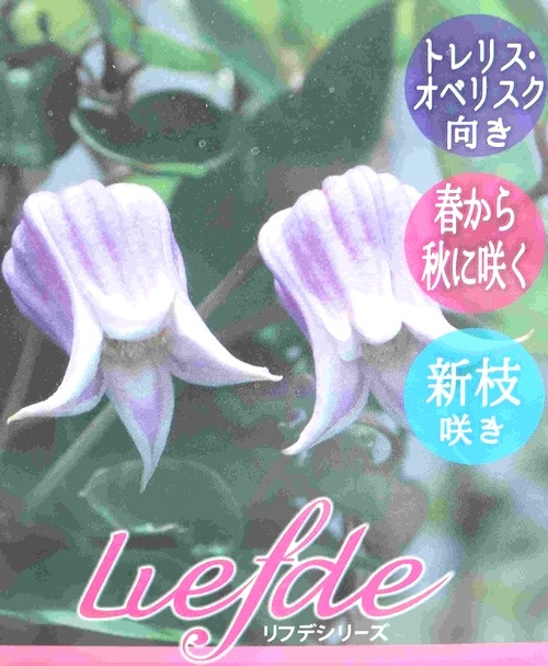 壺型クレマチス・ヴィオルナ系 『アナベラ』 新枝咲き | すべての商品