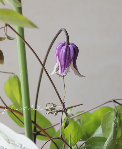 壺型クレマチス・ヴィオルナ系 『アナベラ』 新枝咲き | すべての商品