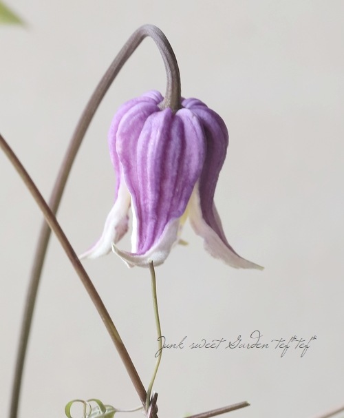 壺型クレマチス・ヴィオルナ系 『アナベラ』 新枝咲き すべての商品 Junk sweet Garden tef*tef*