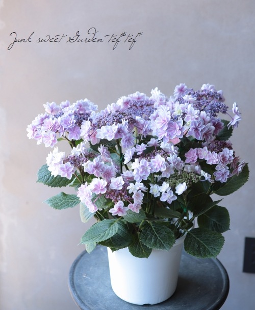 紫陽花 『ティンカーベル』 | すべての商品 | | Junk sweet