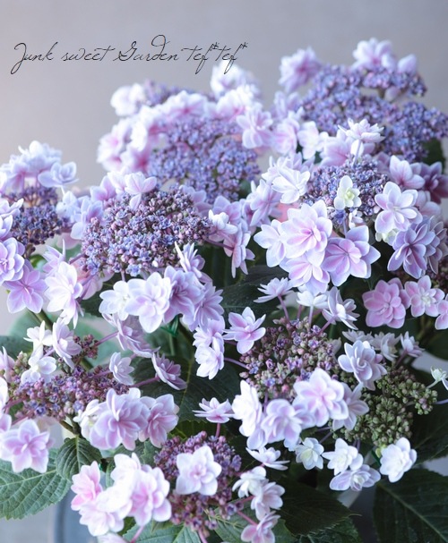 紫陽花 『ティンカーベル』 | すべての商品 | | Junk sweet Garden tef