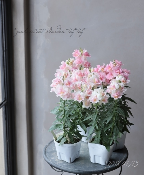 Ȭź餭󥮥祽ȥˡ إåץ֥å