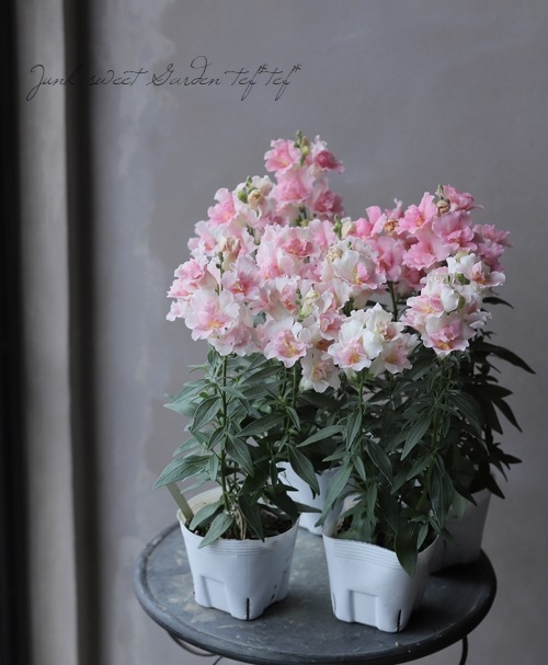 Ȭź餭󥮥祽ȥˡ إåץ֥å