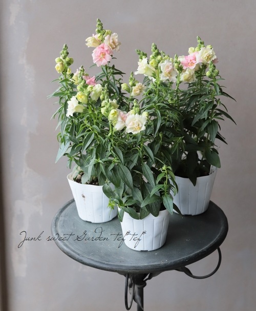 Ȭź餭󥮥祽ȥˡ إåץ֥å