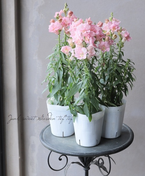 Ȭź餭󥮥祽ȥˡ إåץ֥å