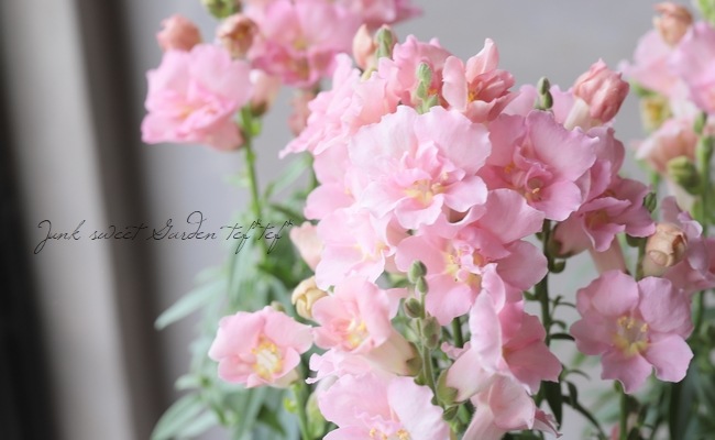 Ȭź餭󥮥祽ȥˡ إåץ֥å