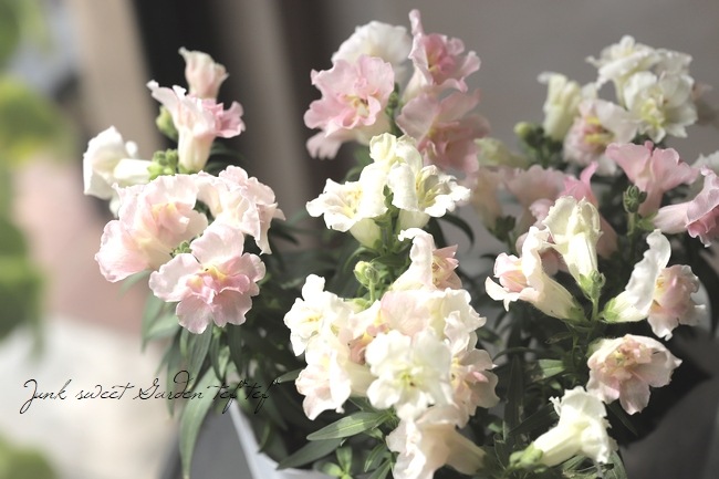 Ȭź餭󥮥祽ȥˡ إåץ֥å