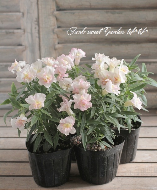 Ȭź餭󥮥祽ȥˡ إåץ֥å