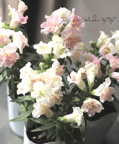 Ȭź餭󥮥祽ȥˡ إåץ֥å