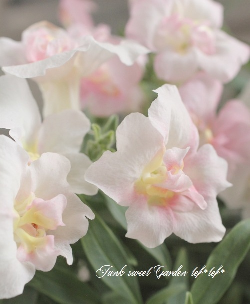 Ȭź餭󥮥祽ȥˡ إåץ֥å