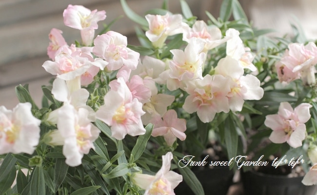 Ȭź餭󥮥祽ȥˡ إåץ֥å