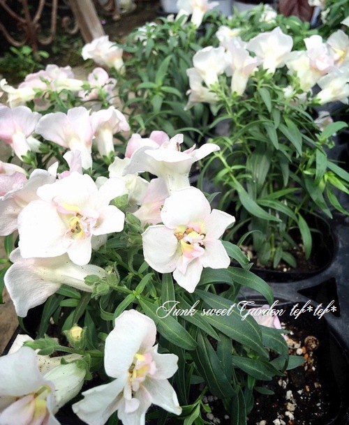 Ȭź餭󥮥祽ȥˡ إåץ֥å