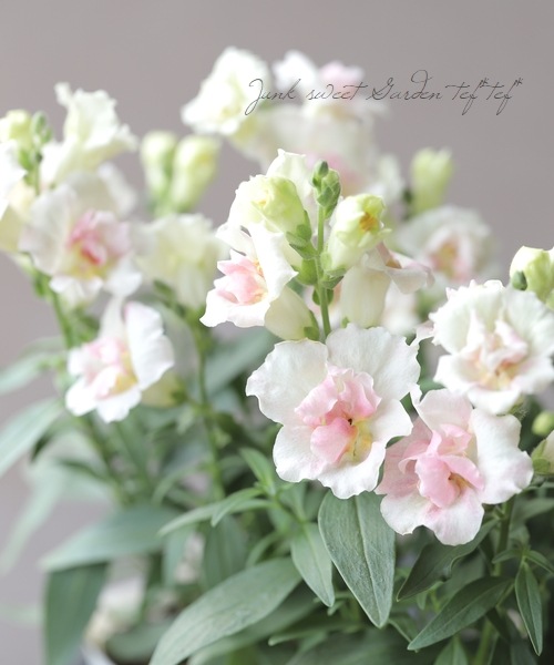 Ȭź餭󥮥祽ȥˡ إåץ֥å