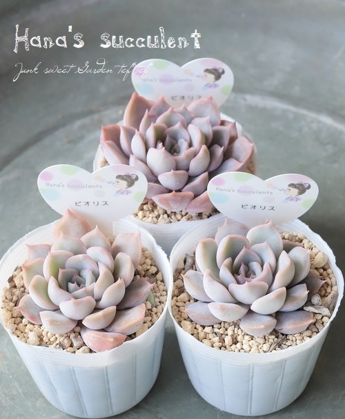 ¿ʪ ٥ꥢ إԥꥹ ڤϤʤ¿ۡ