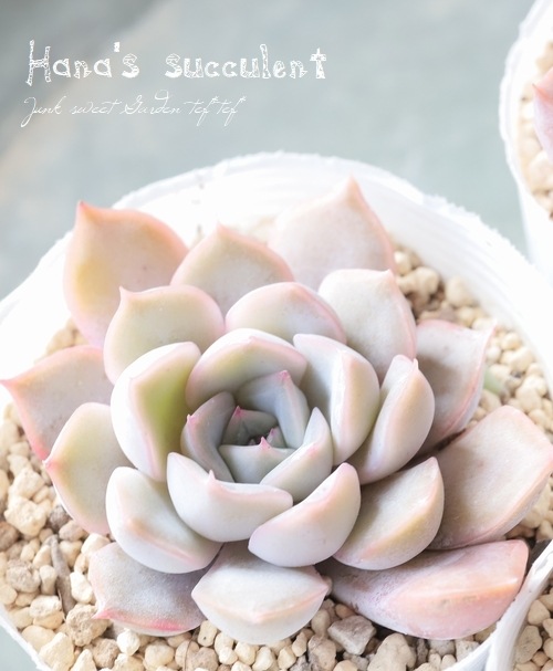 ¿ʪ ٥ꥢ إԥꥹ ڤϤʤ¿ۡ