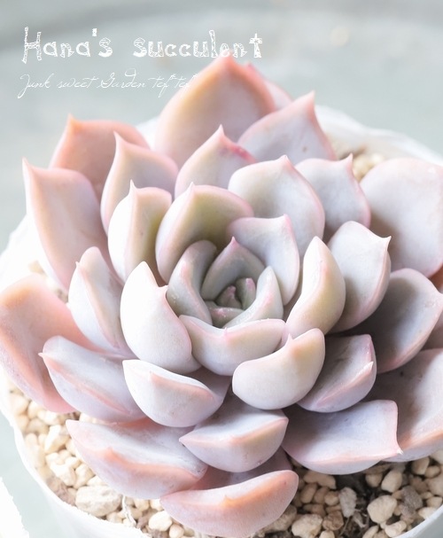 ¿ʪ ٥ꥢ إԥꥹ ڤϤʤ¿ۡ