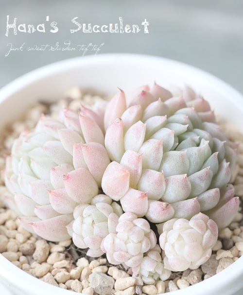 ��¿����ʪ�� �����٥ꥢ������¿Ƭ�� �إܡ��륪�֥ե��åȡ� �ڤϤʤ�����¿���ۡ�