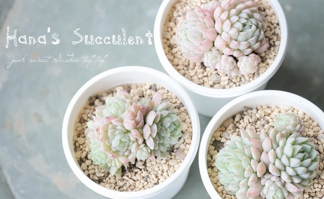 ��¿����ʪ�� �����٥ꥢ������¿Ƭ�� �إܡ��륪�֥ե��åȡ� �ڤϤʤ�����¿���ۡ�