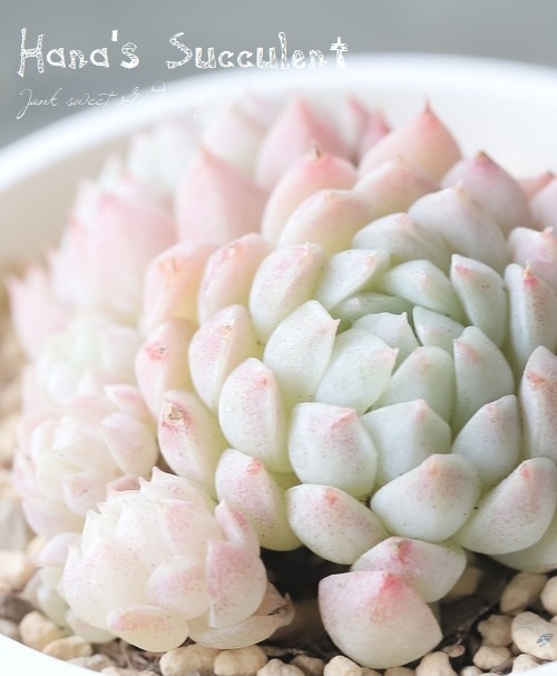 ��¿����ʪ�� �����٥ꥢ������¿Ƭ�� �إܡ��륪�֥ե��åȡ� �ڤϤʤ�����¿���ۡ�