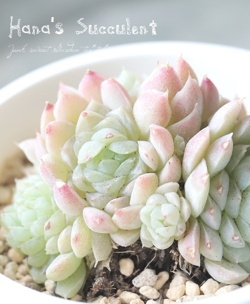 ��¿����ʪ�� �����٥ꥢ������¿Ƭ�� �إܡ��륪�֥ե��åȡ� �ڤϤʤ�����¿���ۡ�