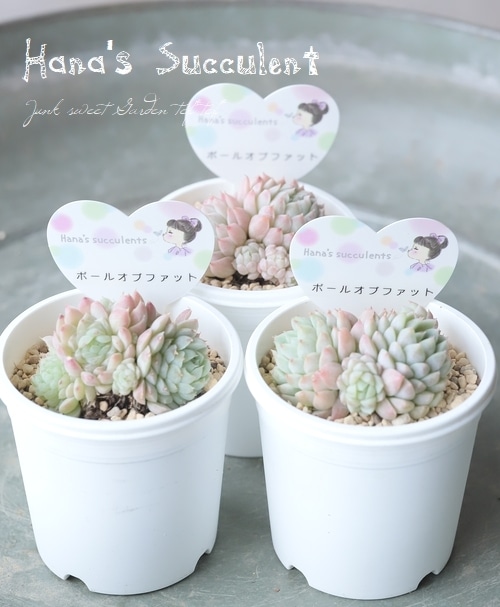 多肉植物】 エケベリア 群生多頭株 『ボールオブファット