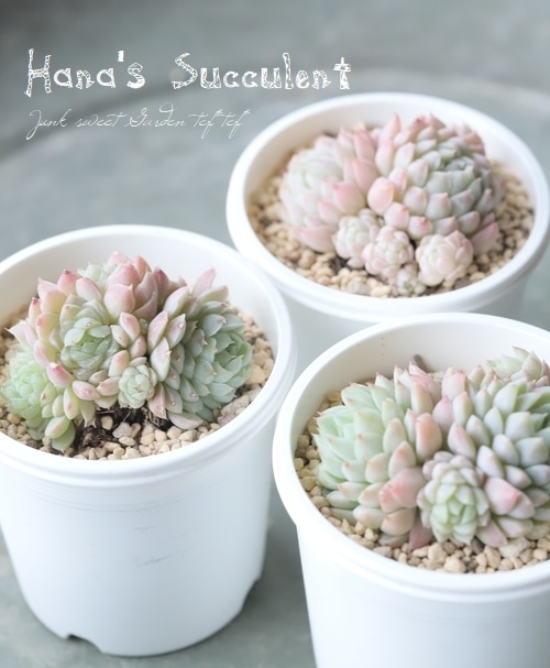 ��¿����ʪ�� �����٥ꥢ������¿Ƭ�� �إܡ��륪�֥ե��åȡ� �ڤϤʤ�����¿���ۡ�