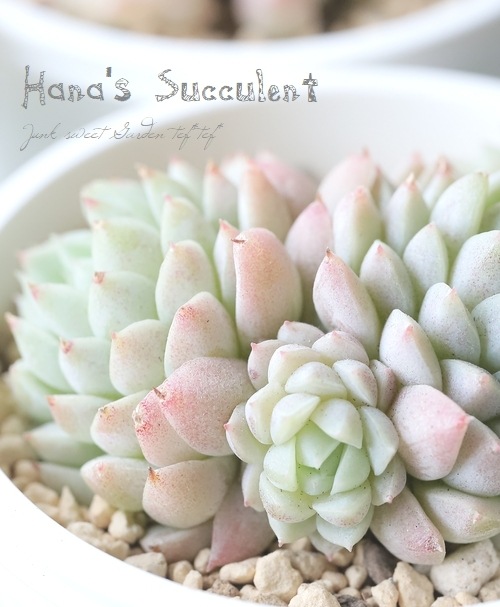 ��¿����ʪ�� �����٥ꥢ������¿Ƭ�� �إܡ��륪�֥ե��åȡ� �ڤϤʤ�����¿���ۡ�